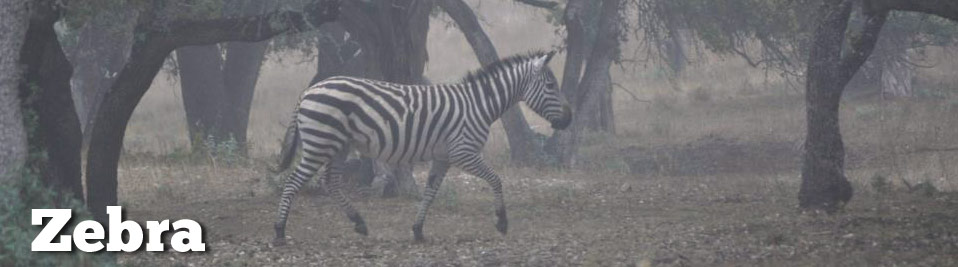 hunting-zebra.jpg